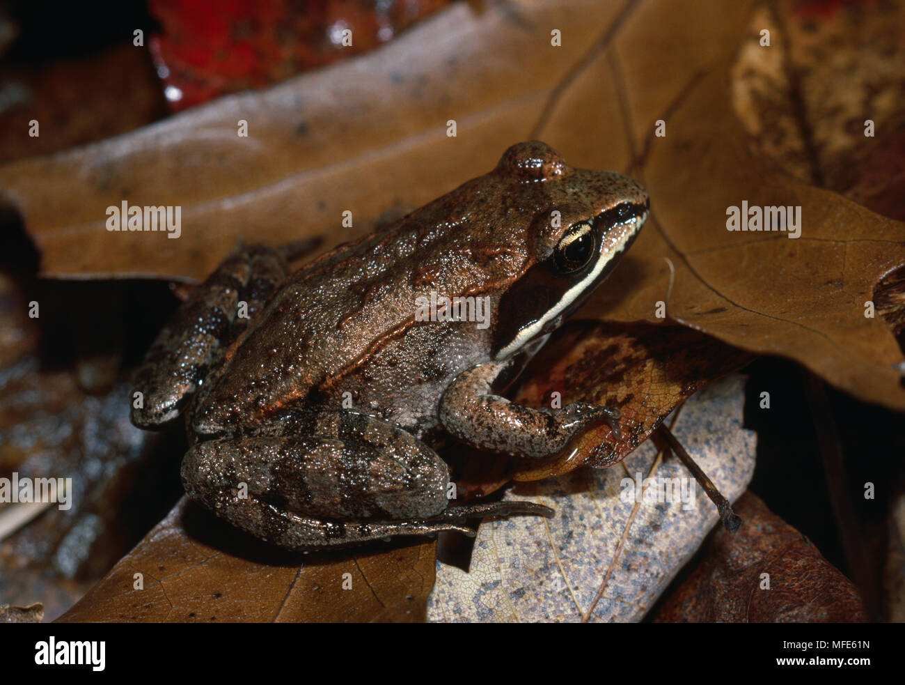 WOOD FROG on leaflitter Rana sylvatica Michigan, northern USA Stock