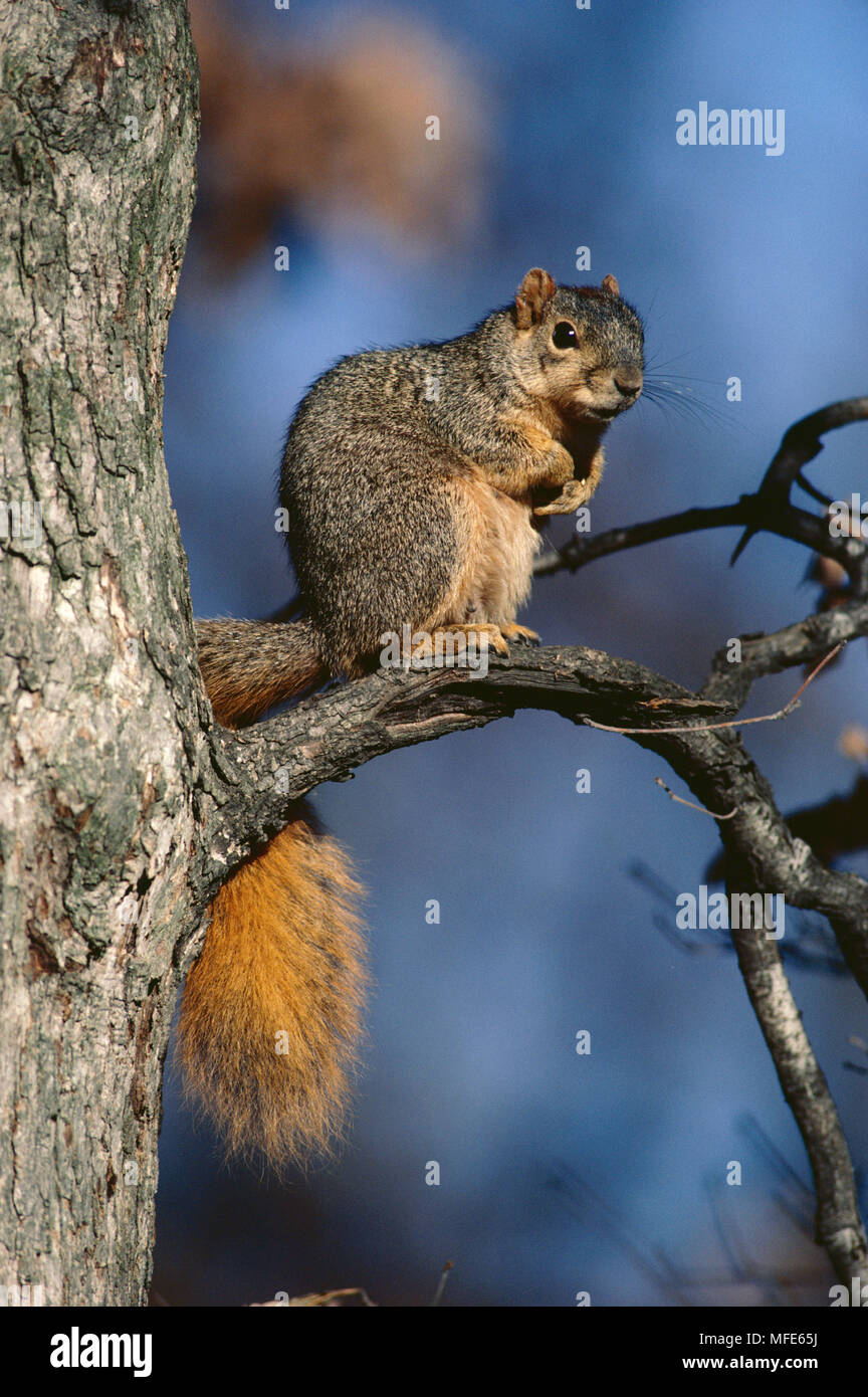 Eastern Fox Squirrel Sciurus Niger Michigan Usa Stock Photo Alamy