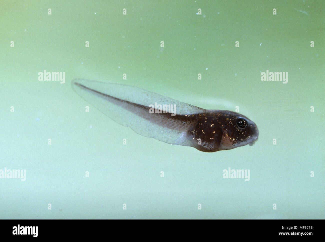 WOOD FROG Rana sylvatica larva, internal gill stage Michigan, northern USA  Stock Photo - Alamy