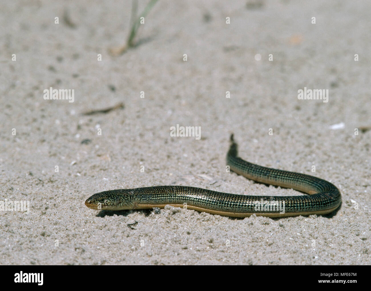 EASTERN GLASS LIZARD Ophisaurus ventralis North Carolina, USA Stock Photo Alamy