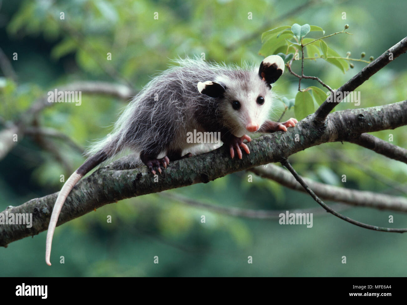 Jsh002058a hires stock photography and images Alamy