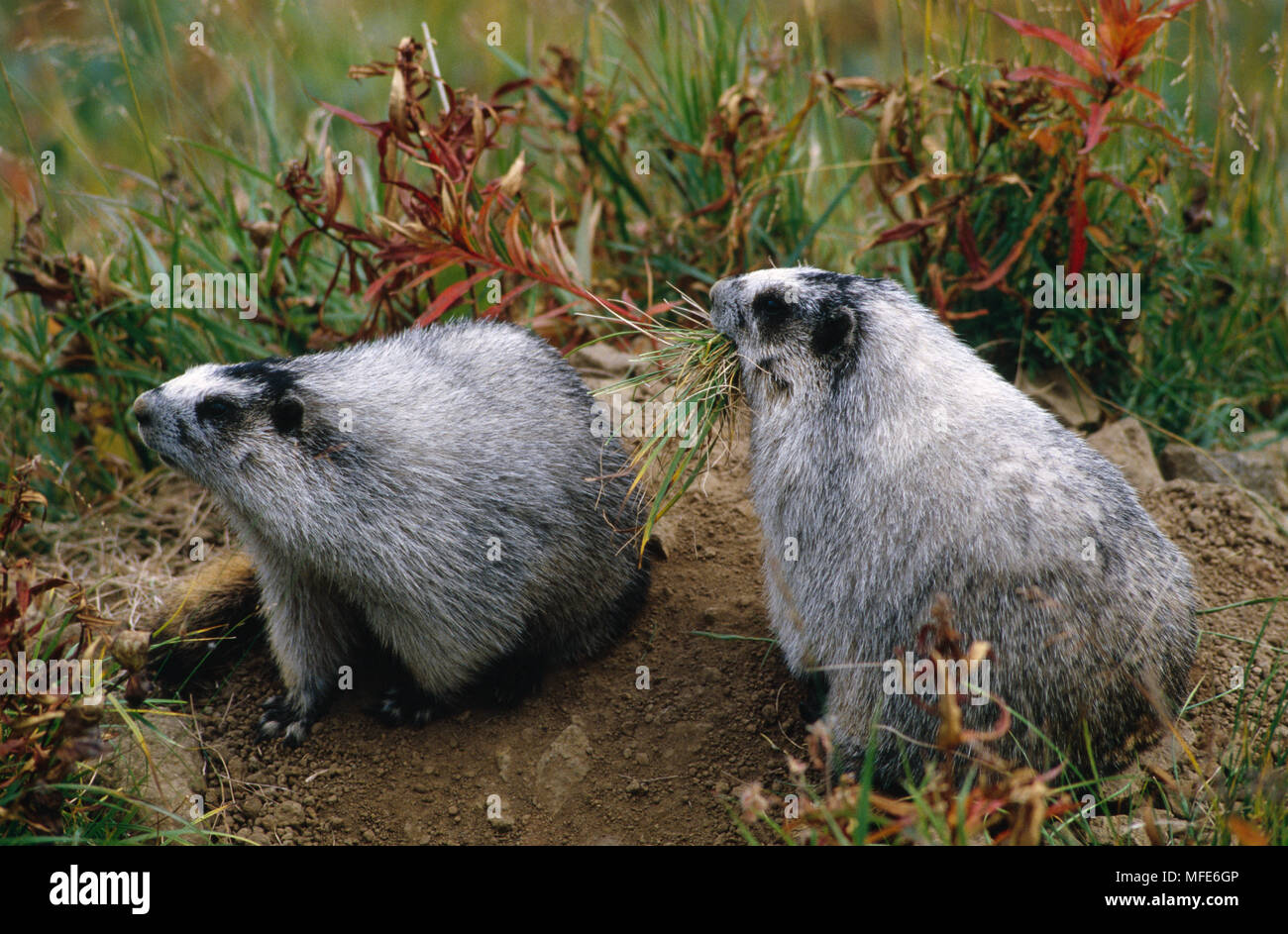 HOARY MARMOT two adults Marmota caligata one with vegetation to line burrow Denali N.P., Alaska, USA Stock Photo