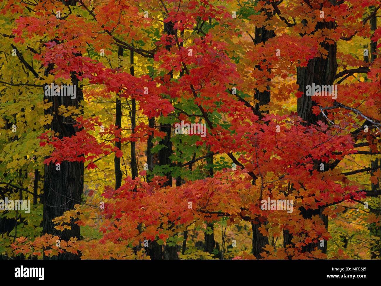 SUGAR MAPLE Acer saccharum foliage in autumn colours. USA Stock Photo ...