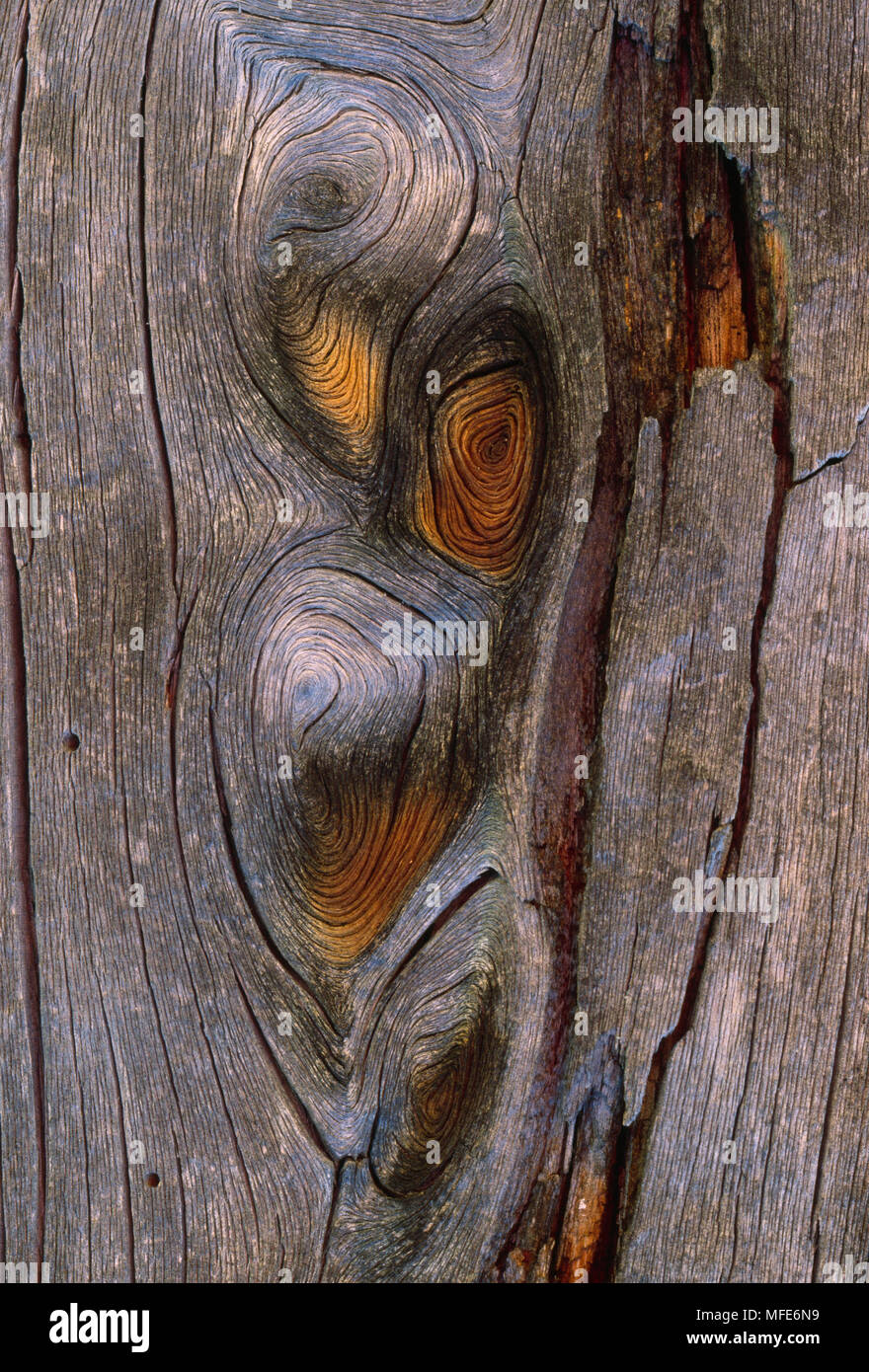 PONDEROSA PINE dead  Pinus ponderosa showing knots in wood Stock Photo