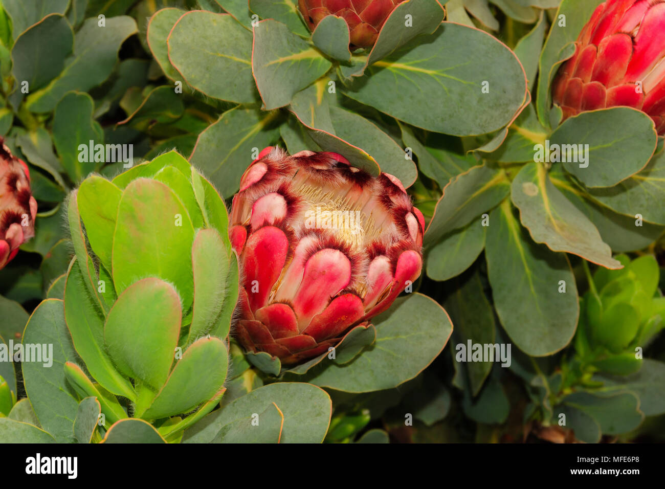 Red Sugarbush latin name protea grandiceps native to the sub tropical climate of the Western Cape region of South Africa Stock Photo