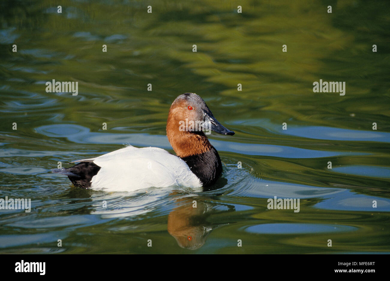 CANVASBACK DUCK    February Athya valisineria on water Florida, USA Stock Photo