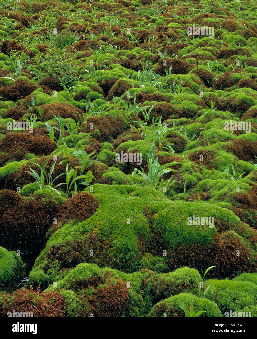 sphagnum moss, peat moss, bog moss, hummocks, mounds, swamp, bog, Ambersham  Common, Sussex, UK, January, wetland carr Stock Photo - Alamy