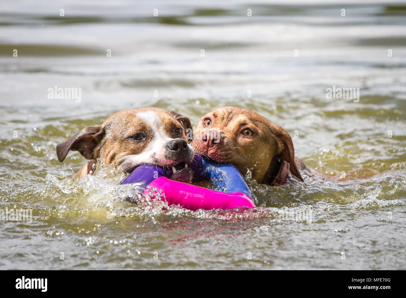 Two young dogs swimming and fetching a toy (Bulldog type dog & Working Pit Bulldog) Stock Photo