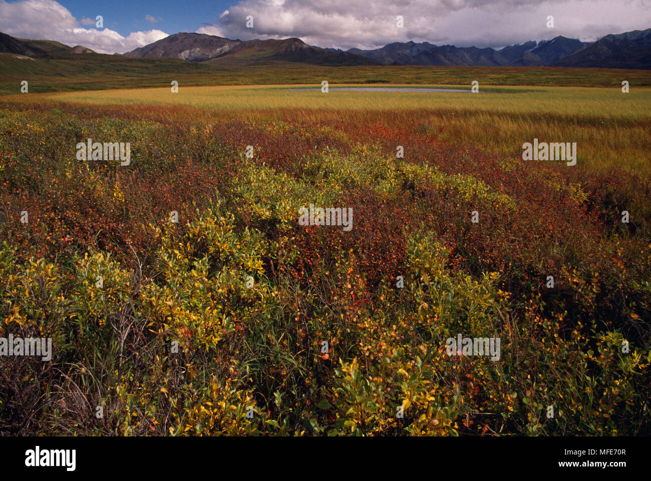 AUTUMN TUNDRA & SEDGE MEADOW with willow & dwarf birch Denali National