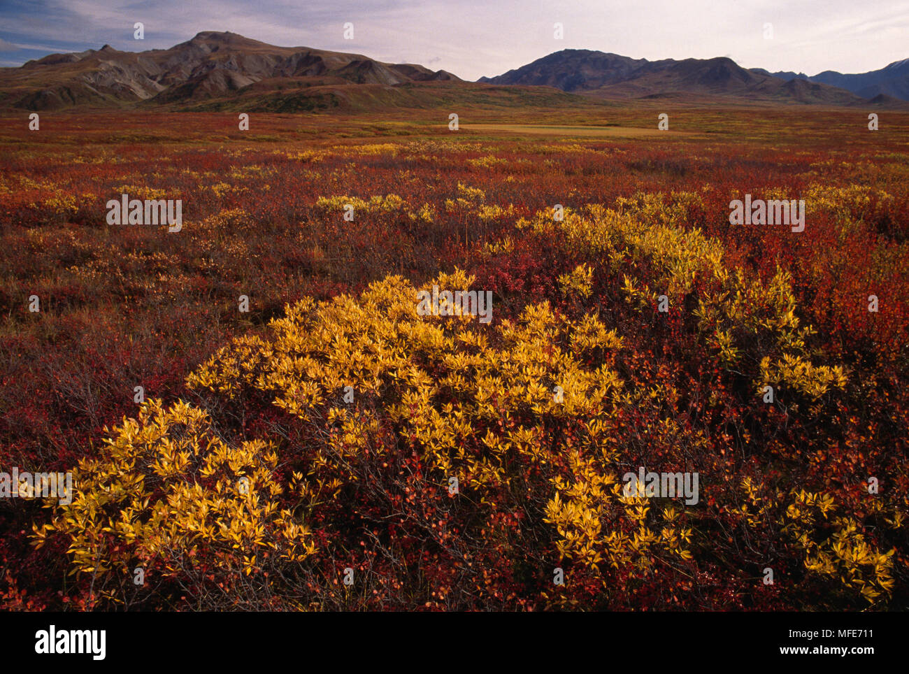 TUNDRA IN AUTUMN with dwarf birch & willow Denali National Park, Alaska