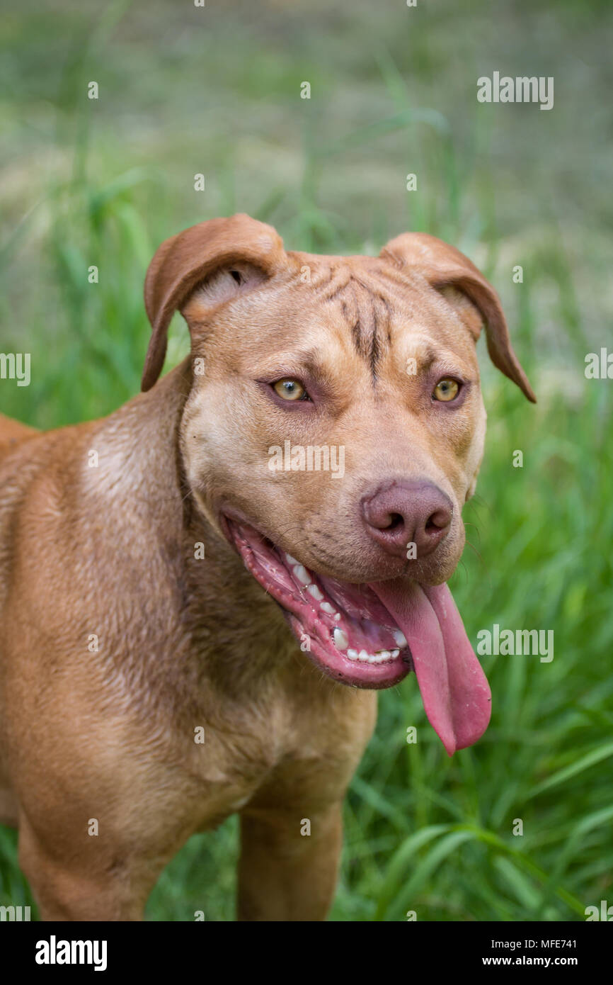 xxl red nose pitbulls