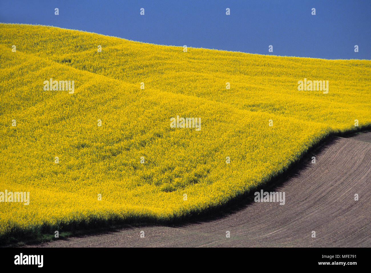 FIELD OF MUSTARD Brassica rapa Washington, USA Stock Photo