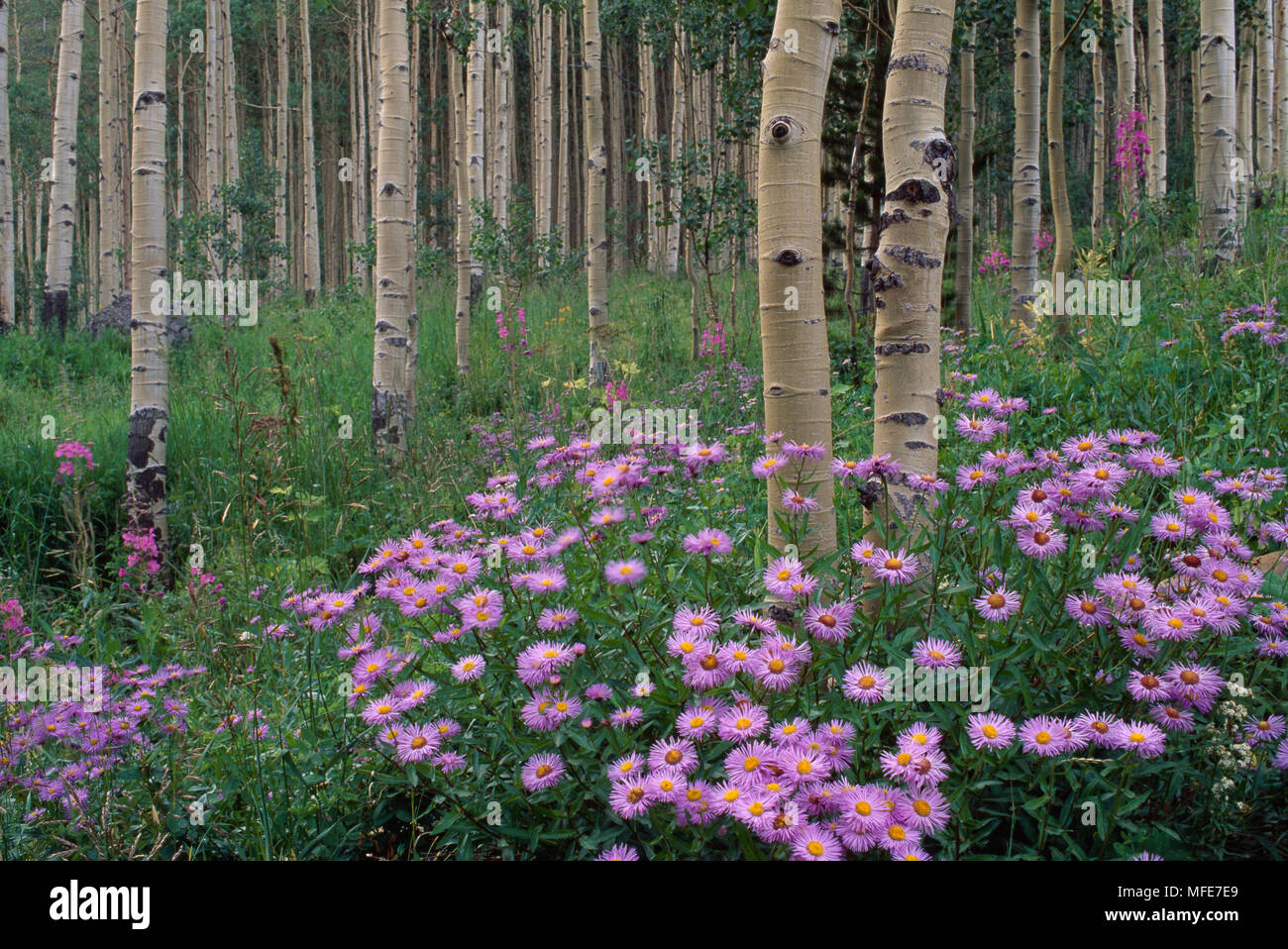 FLEABANE  and Aspen trees  Erigeron speciosus & Populus tremula  Colorado Stock Photo
