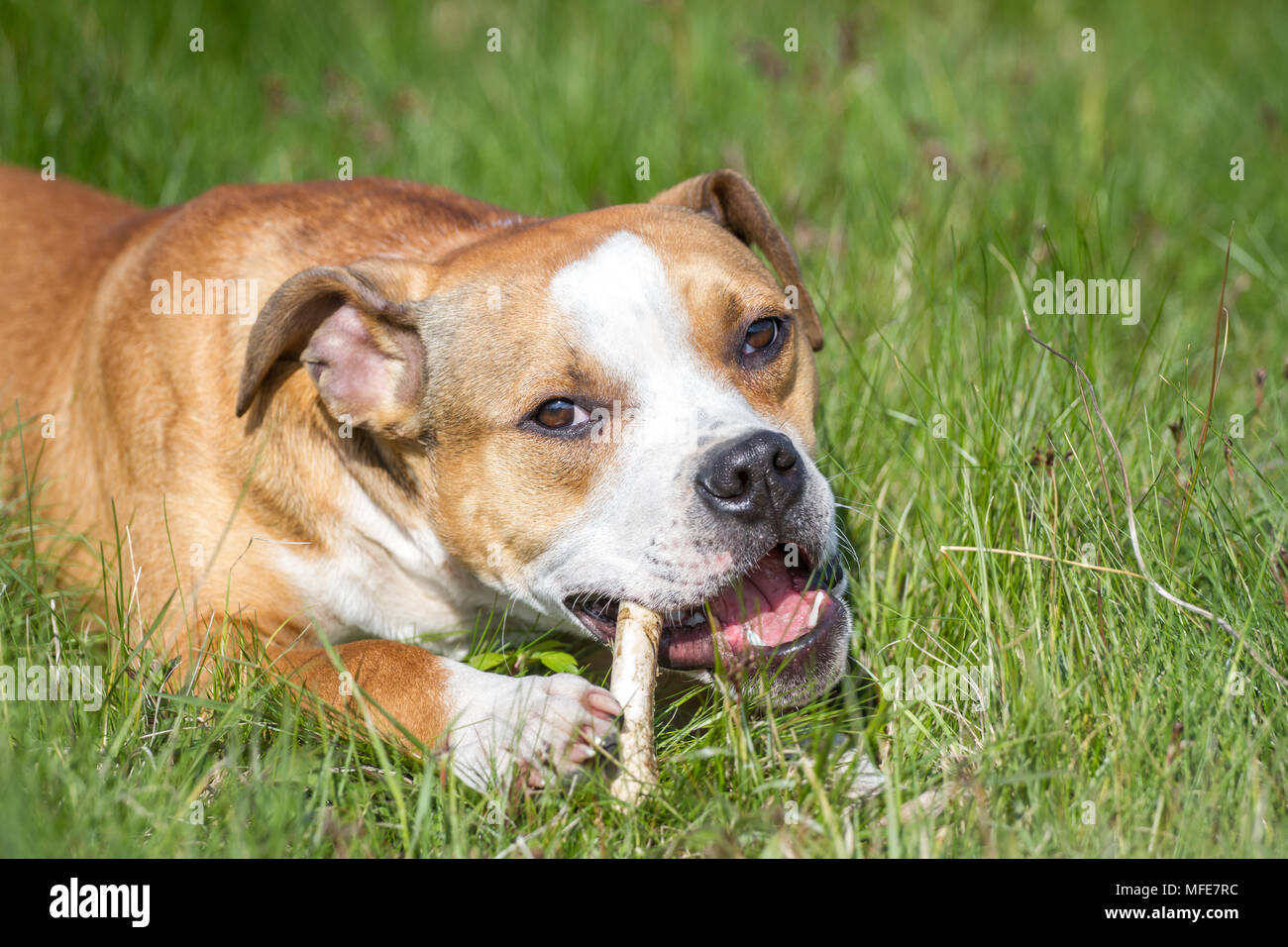 Pit bull chewing bone hires stock photography and images Alamy
