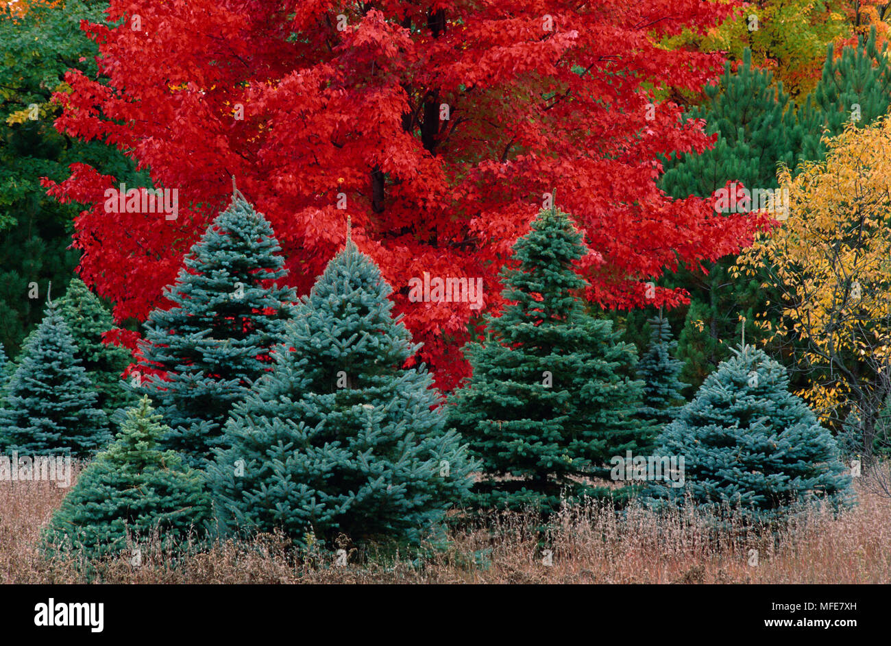 MAPLE     Acer sp. with foliage in autumn colours & Spruce in foreground Michigan, USA Stock Photo