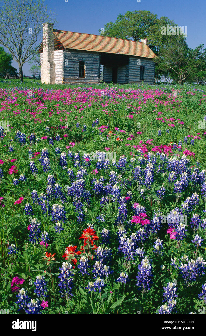 Prairie Flora In Bloom Around Dog Trot Cabin Lbj State Park