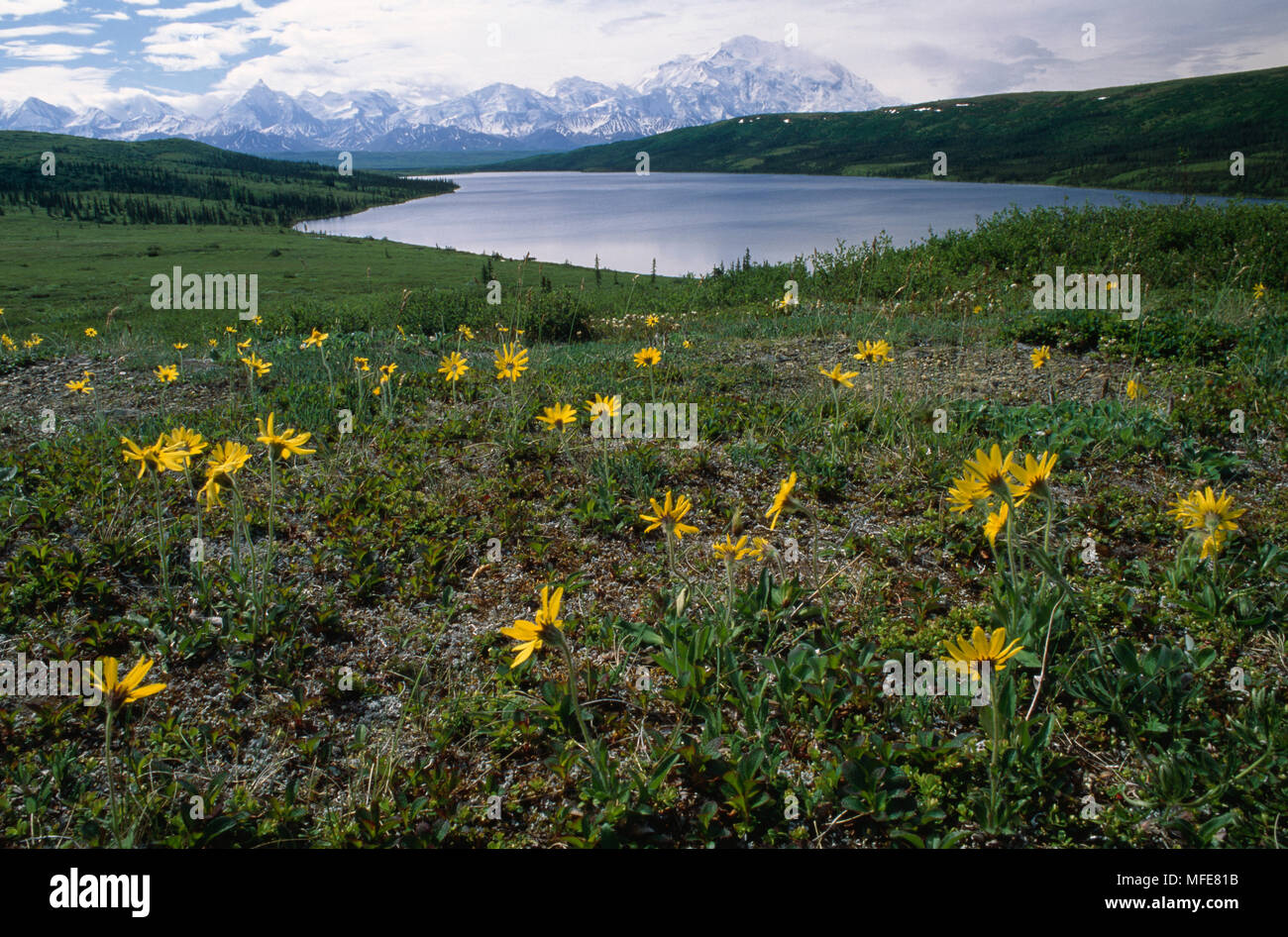 ARNICA   in flower     June Arnica sp. Wonder Lake, Denali National Park, south central Alaska, USA Stock Photo