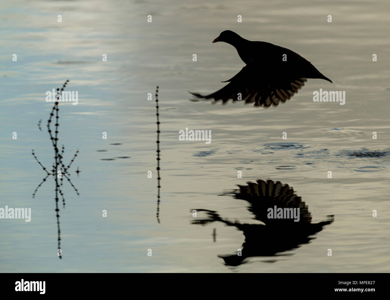 Moorhen early morning at Stithians reservoir in Cornwall, UK Stock Photo