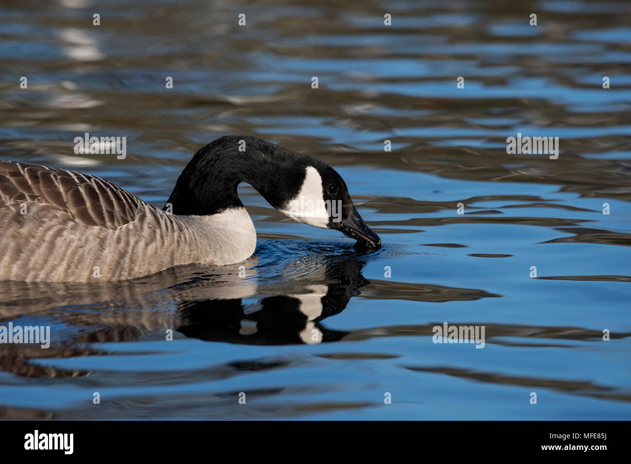 Canada Goose feeding on Helston Boating Lake, Cornwall, UK Stock Photo