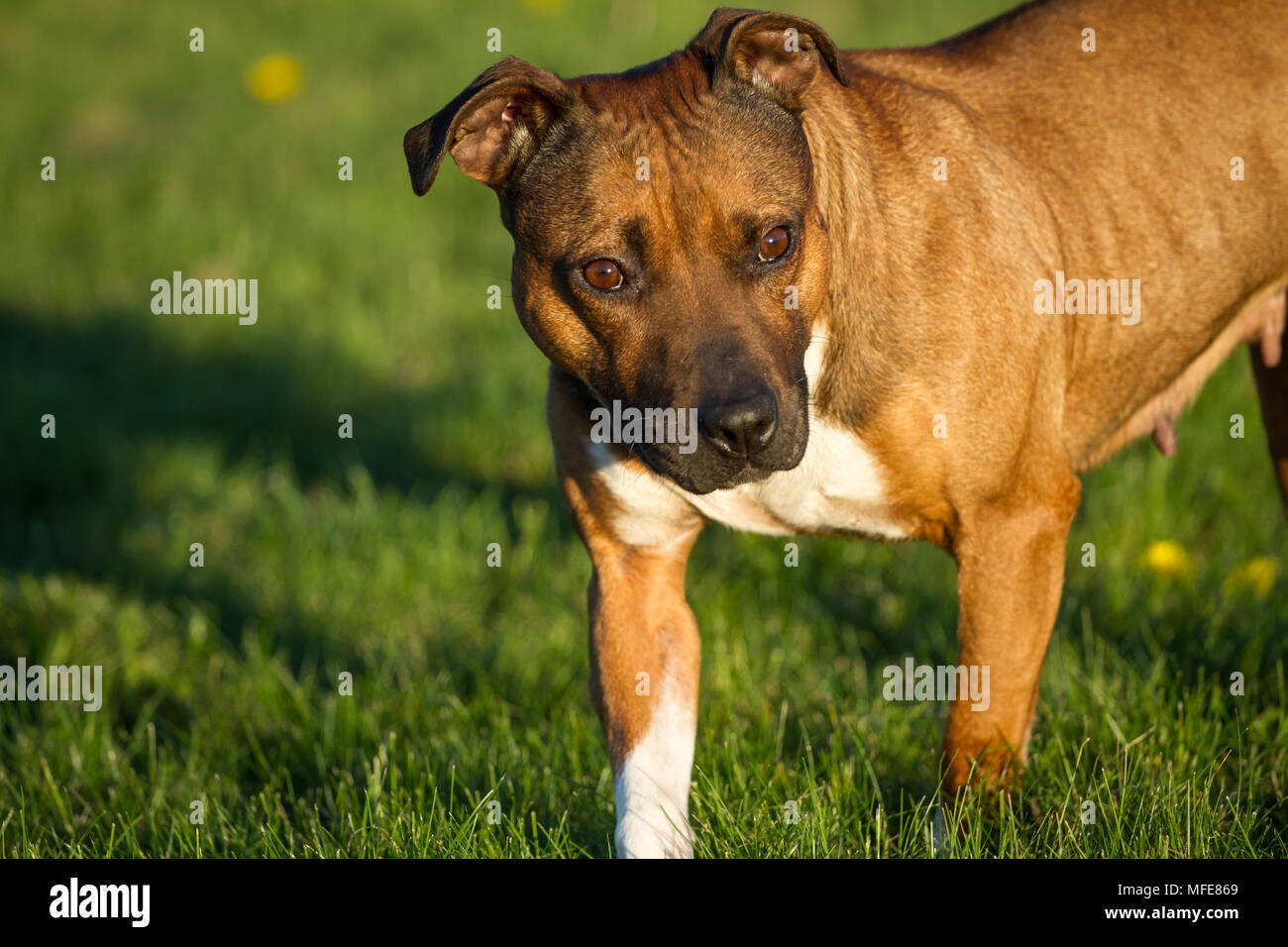 Bulldog type female in the evening sun Stock Photo