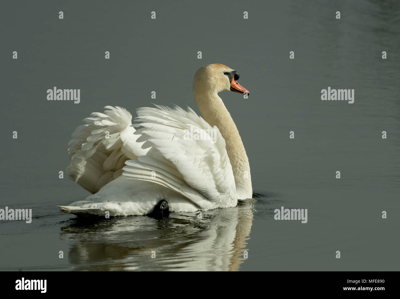 Swan early morning patrol at Marazion Marsh Stock Photo