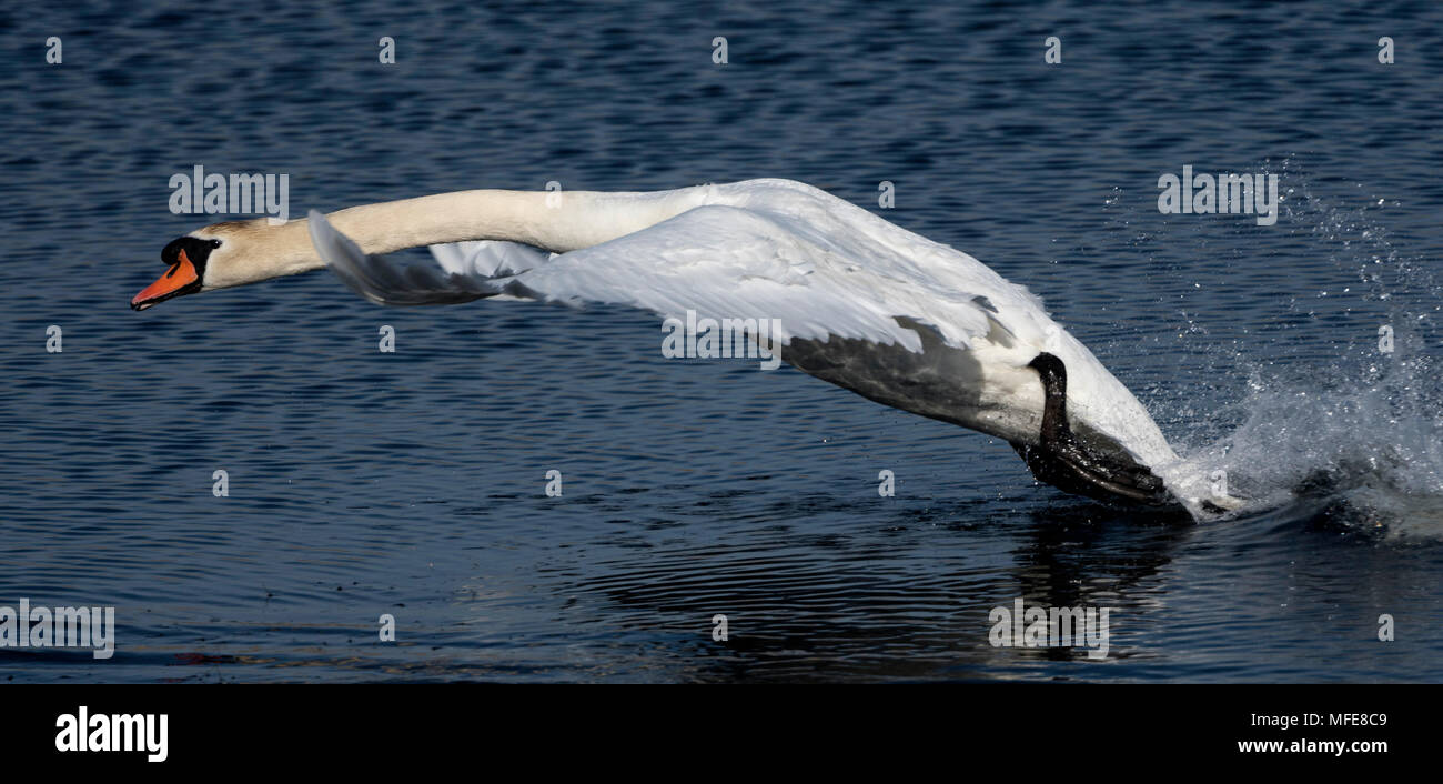 Mute Swan charges defending territory on Marazion Marsh, Cornwall UK Stock Photo