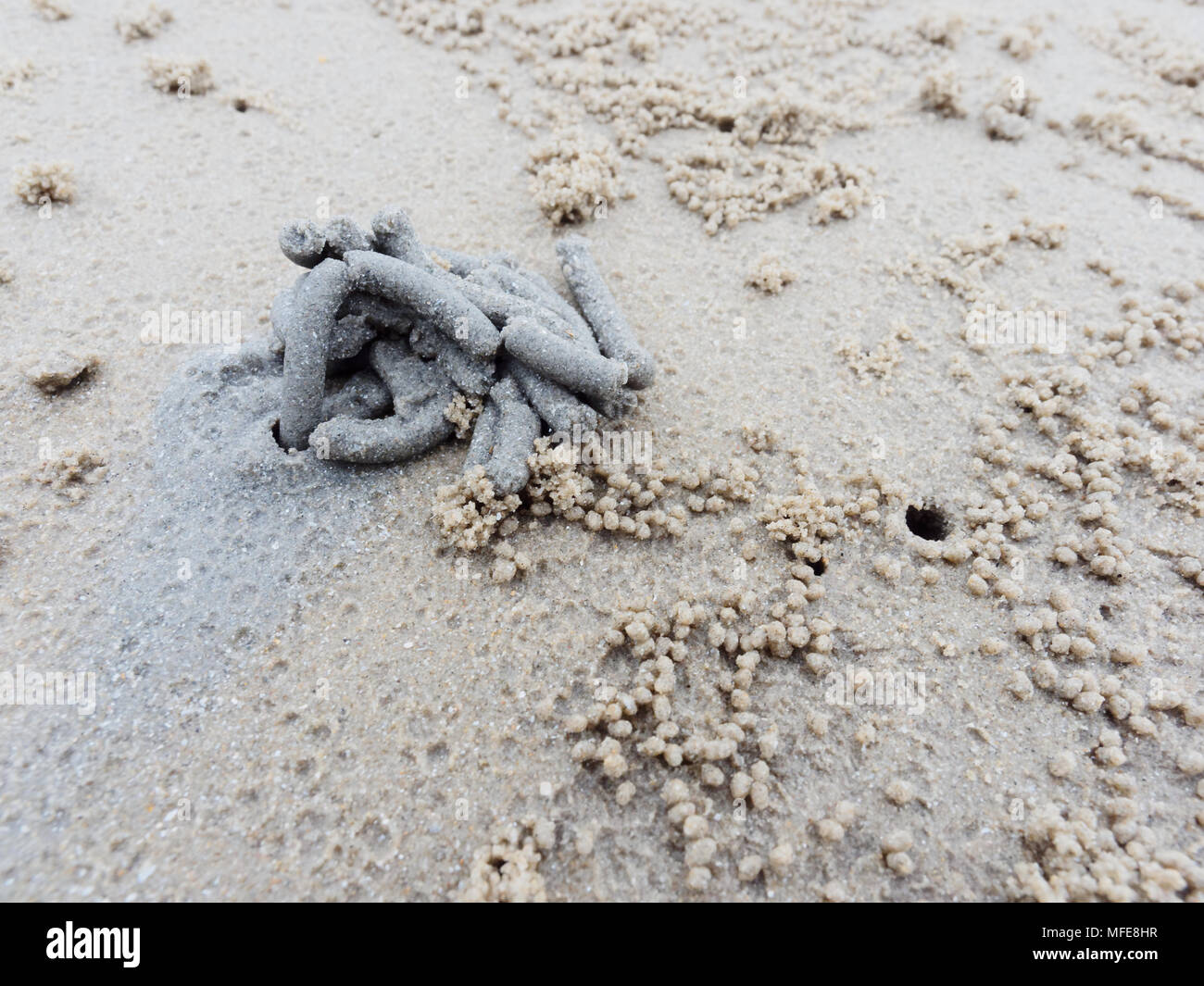 Worm cast beach hi-res stock photography and images - Alamy