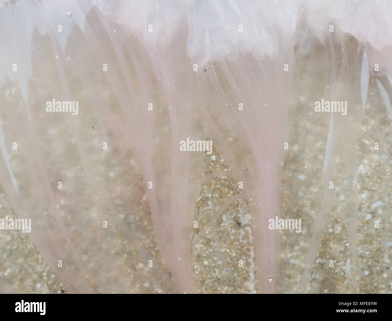 Organic texture in abstract form and pattern of pink dead jellyfish ...