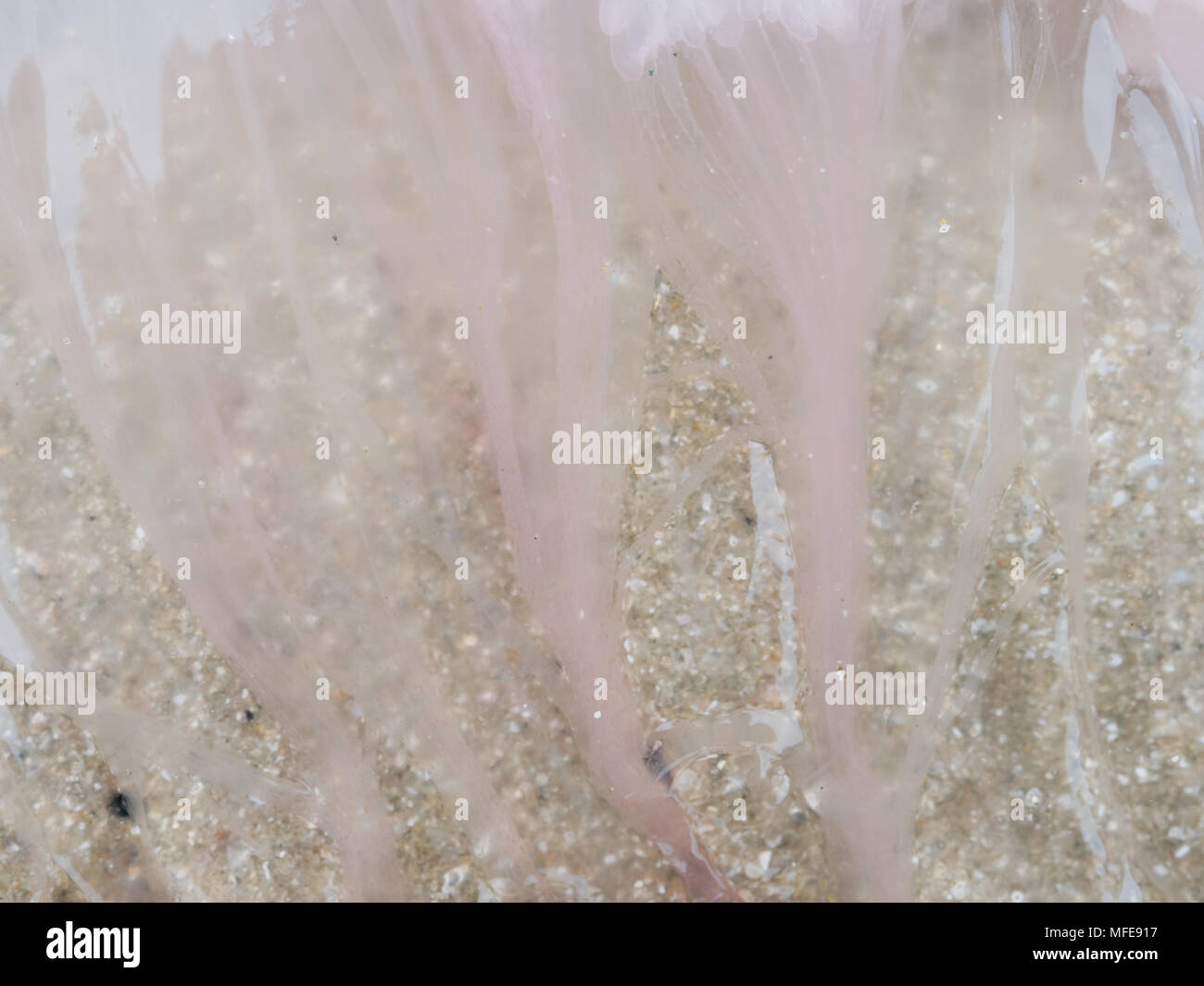 Organic texture in abstract form and pattern of pink dead jellyfish with reflection over sand on the beach, used as background in nature or tourism theme Stock Photo