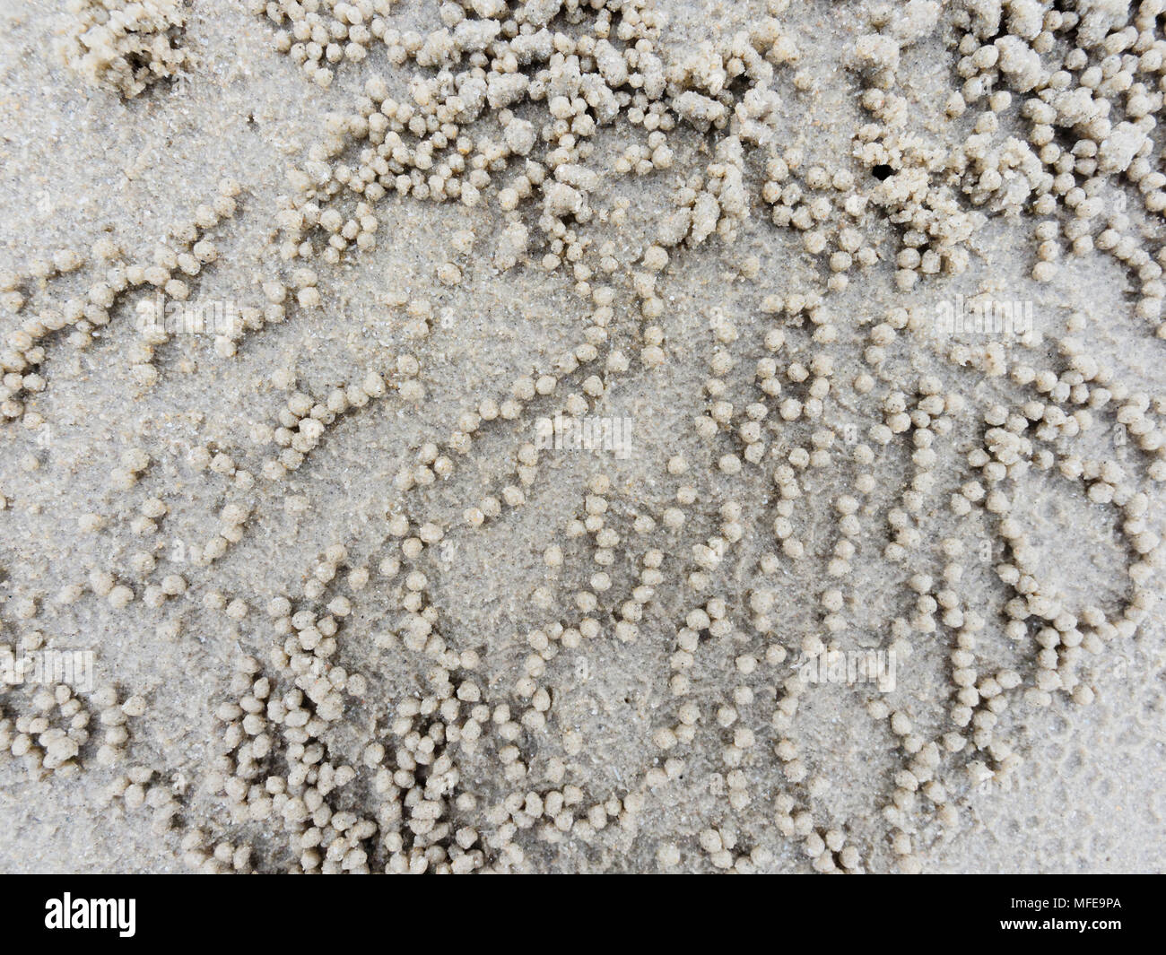 Burrow or hole with sediment balls or pellets made by sand where food ...