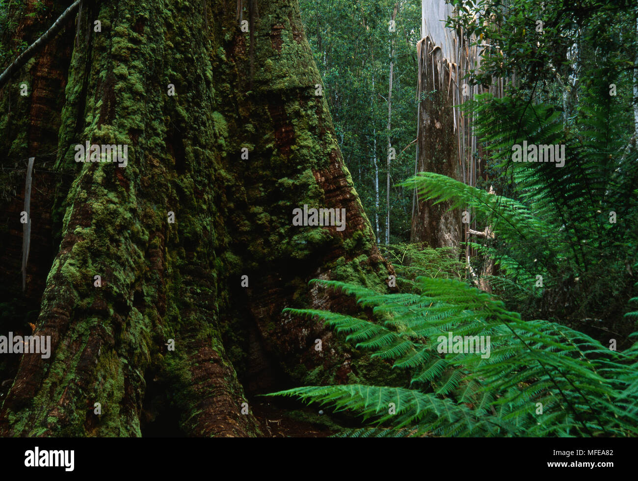 SWAMP GUM in rainforest Eucalyptus regnans Mt Field National Park