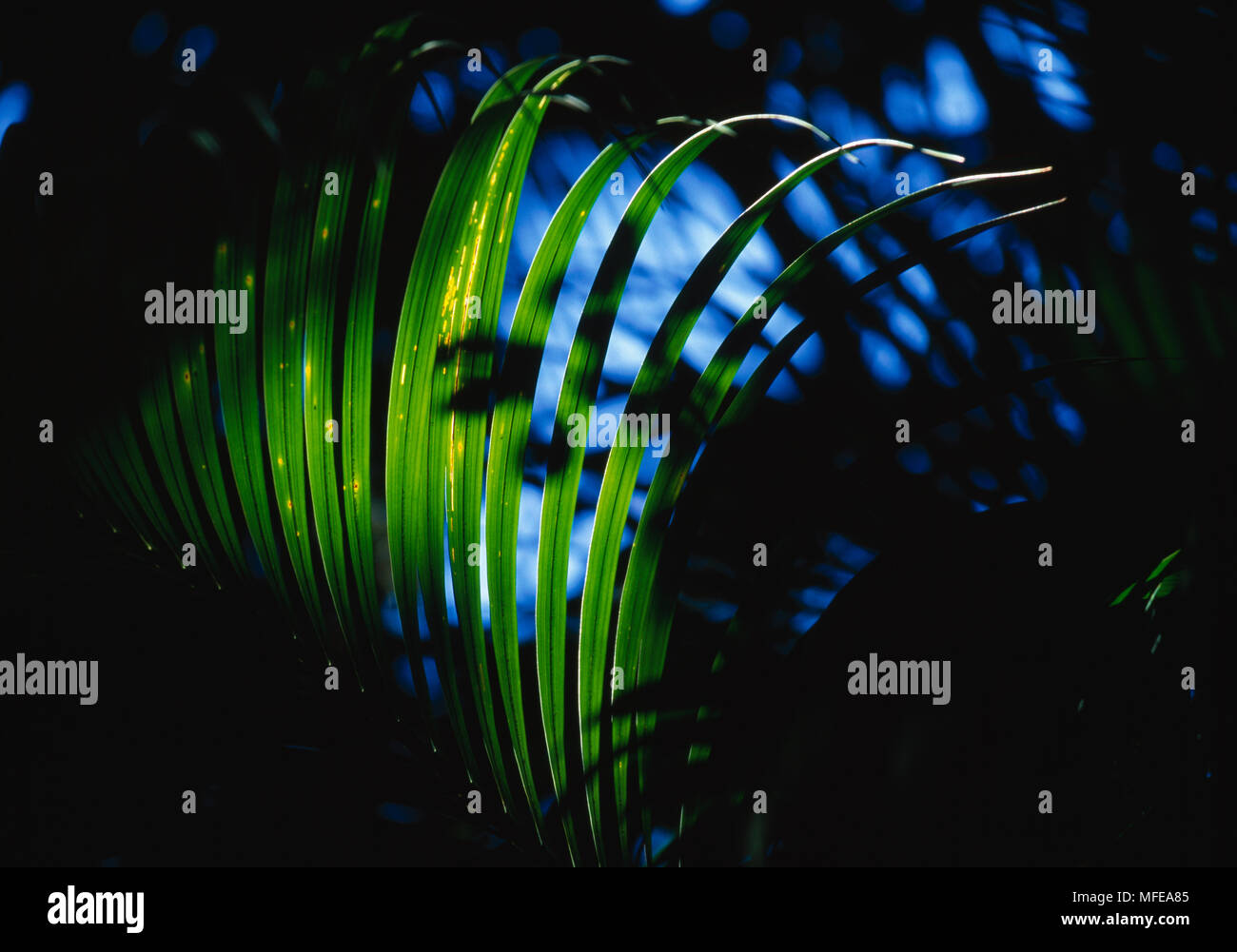 KENTIA PALM or THATCH PALM Howea forsteriana Lord Howe Island, Tasman