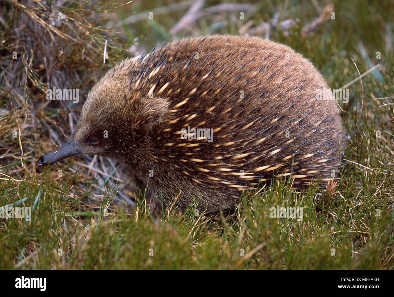 TASMANIAN ECHIDNA Tachyglossus aculeatus setosus Cradle Mountain National Park,  Tasmania, Australia Stock Photo