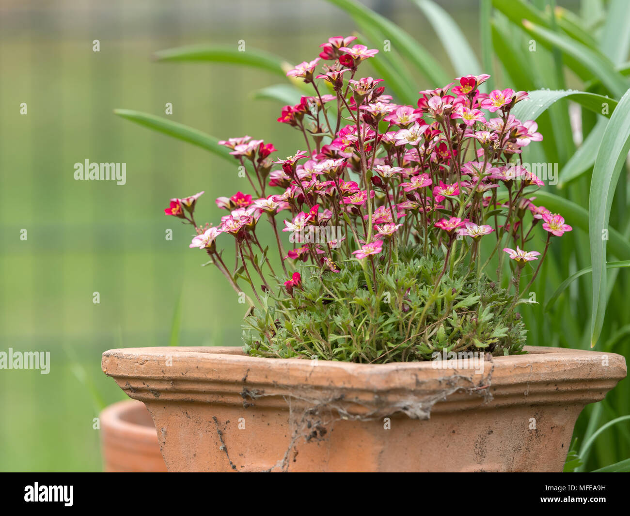 Pink saxifrages (Saxifraga) in a terracotta plant pot Stock Photo