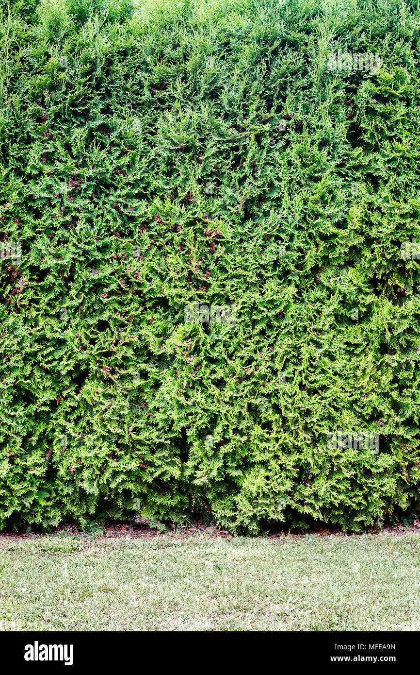 Green grass and green thuja hedge background Stock Photo