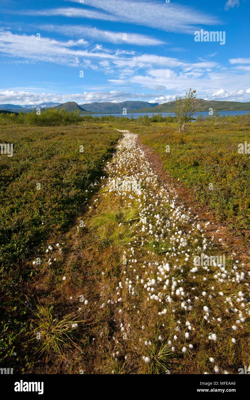 Landscape in Swedish Lapland with cotton grass flowering (Eriophorum