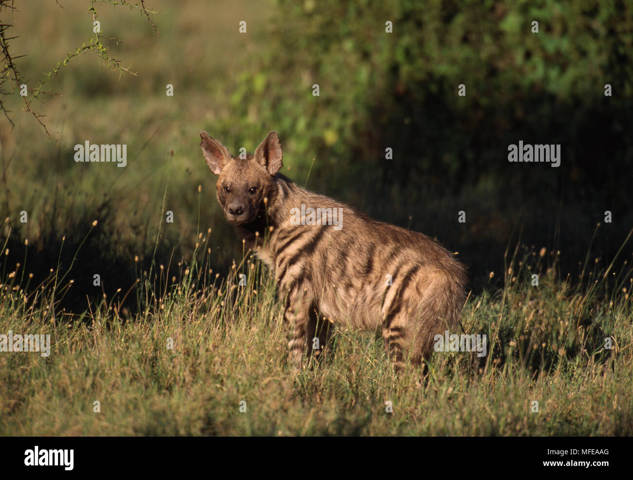 STRIPED HYENA near den at dawn Hyaena hyaena Serengeti National Park