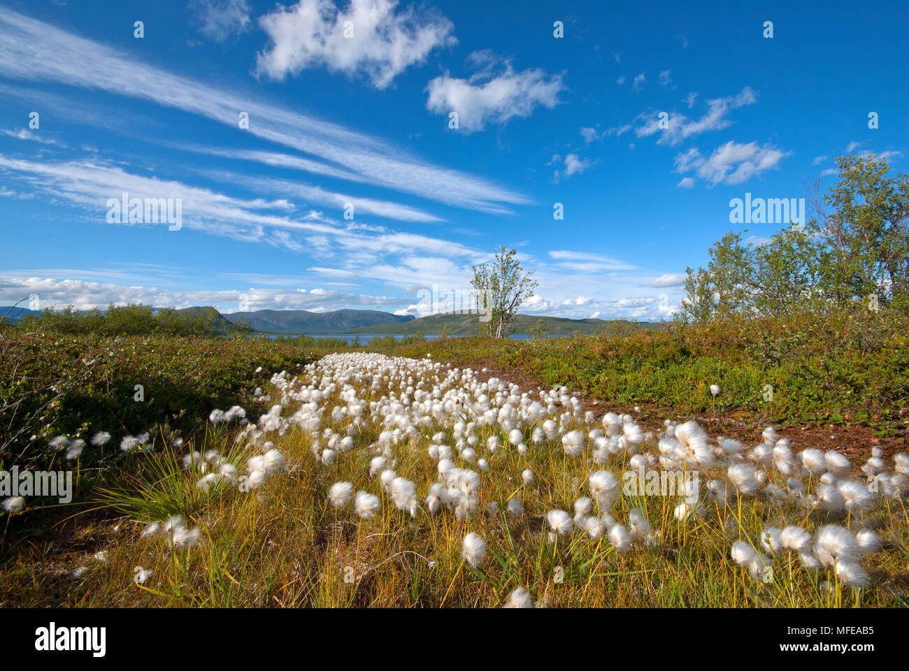 Cotton grass (Eriophorum scheuchzeri), Lapland, Sweden Stock Photo