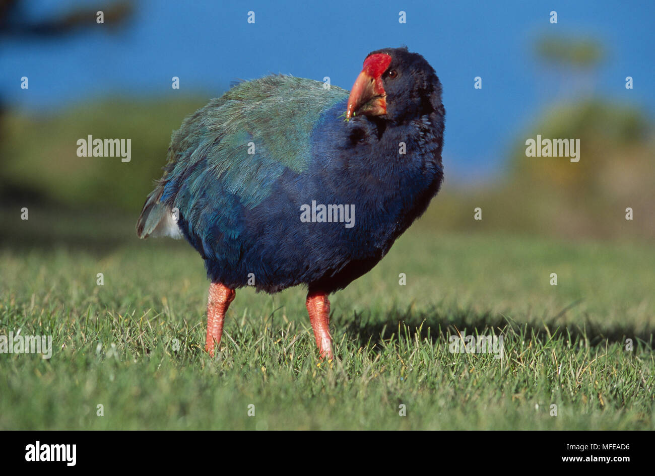 TAKAHE (flightless rail)       Notornis mantelli  Tiritiri Matangi Island Reserve,  New Zealand Endemic Endangered Stock Photo