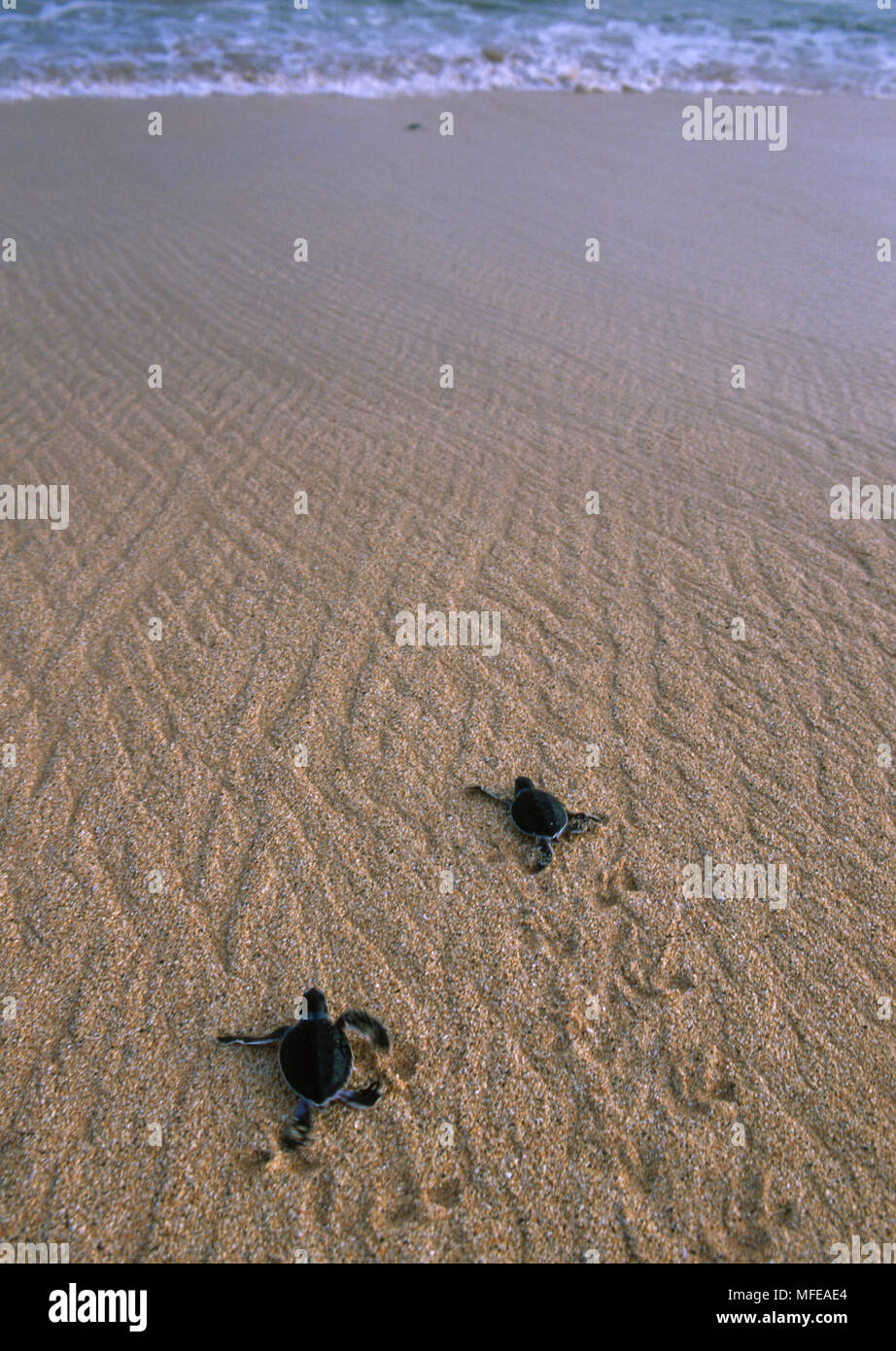 GREEN TURTLE  Chelonia mydas hatchlings dashing for the sea Ascension Island, Atlantic Ocean Stock Photo