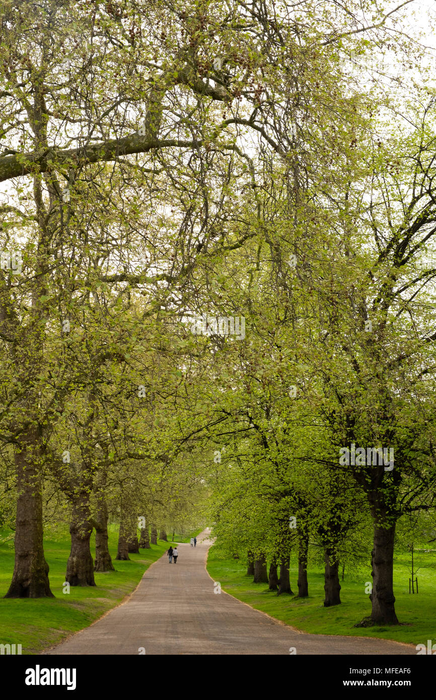Spring foliage along an avenue of  London Plane trees (Platanus ex hispanica) and Lime trees (Tilia tomentosa) lining a path in Green Park, London, UK Stock Photo