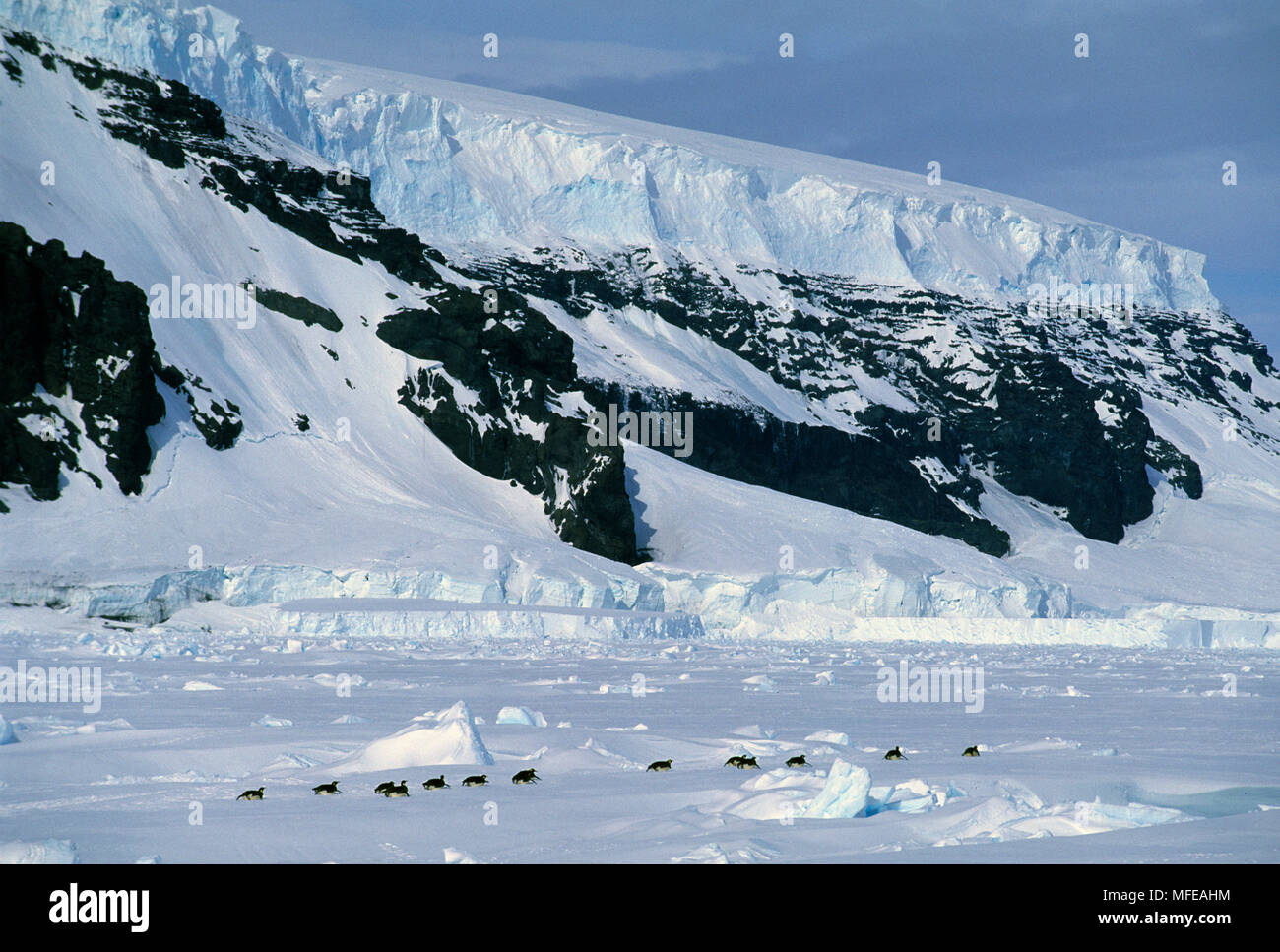EMPEROR PENGUINS heading to colony, Aptenodytes forsteri Coulman Island ...