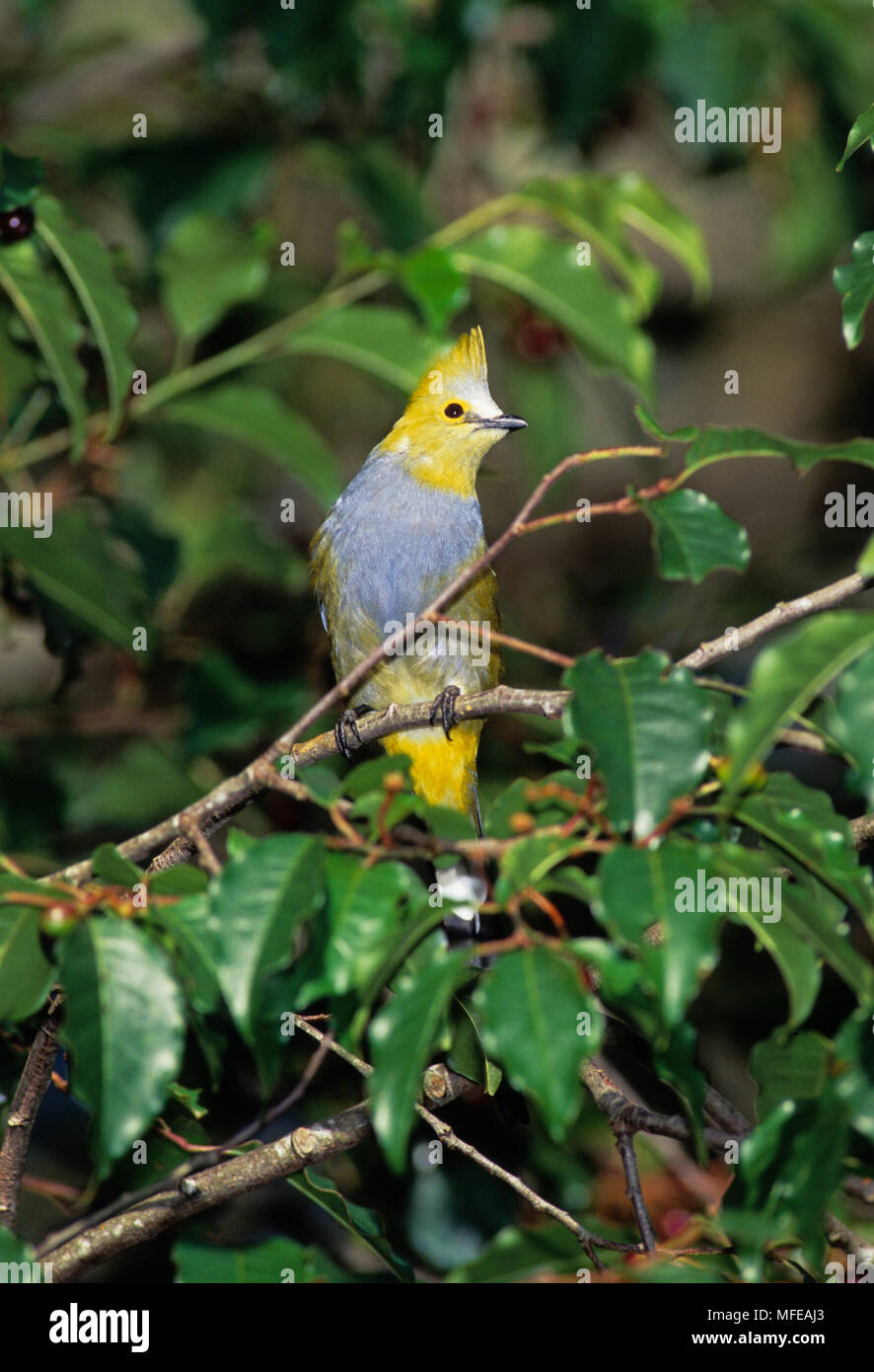 LONGTAILED SILKYFLYCATCHER Ptilogonys caudatus Costa Rica Stock Photo
