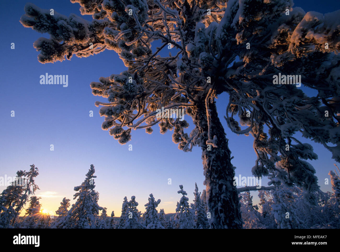 Winter landscape in January Great Slave Lake area, Northwest Territories, Arctic Canada. Stock Photo
