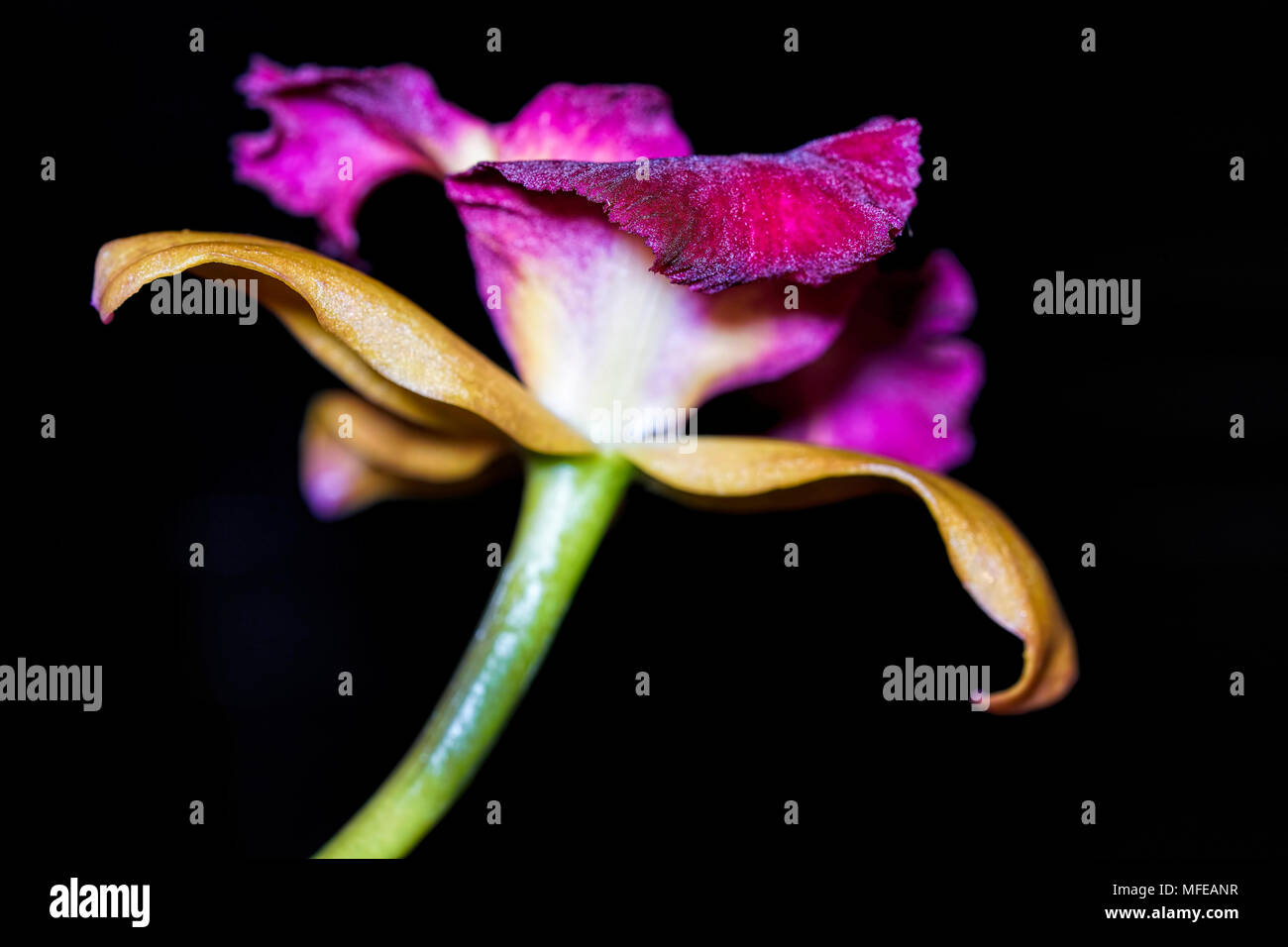 Macro photo of purple dendrobium orchid with black background look up the stem Stock Photo