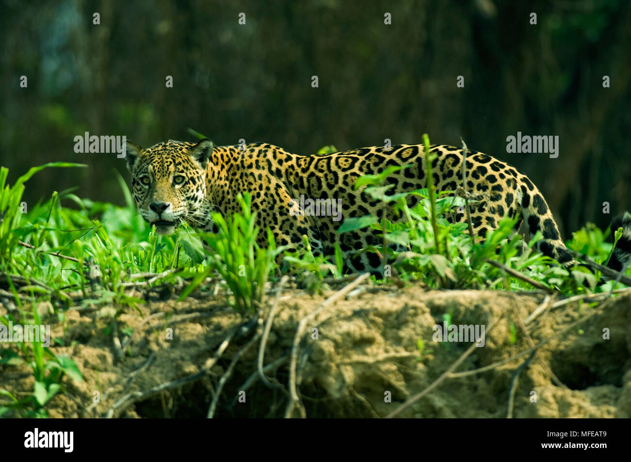 JAGUAR in the wild Panthera onca  Piquiri River, Northern Pantanal Mato Grosso State, Brazil Stock Photo