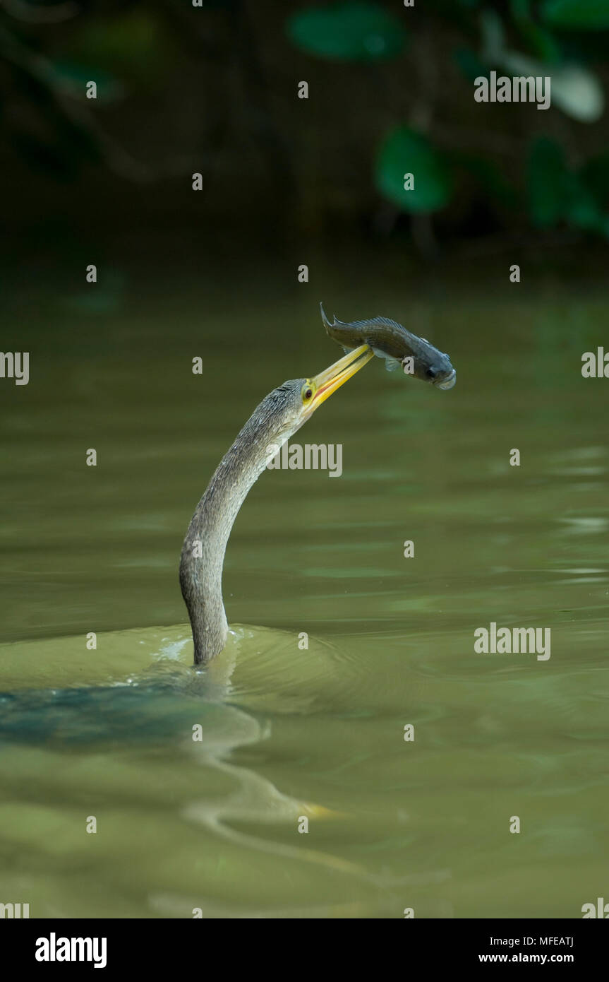 ANHINGA with 'speared' fish prey  Anhinga anhinga  Pantanal, Mato Grosso, Brazil Stock Photo