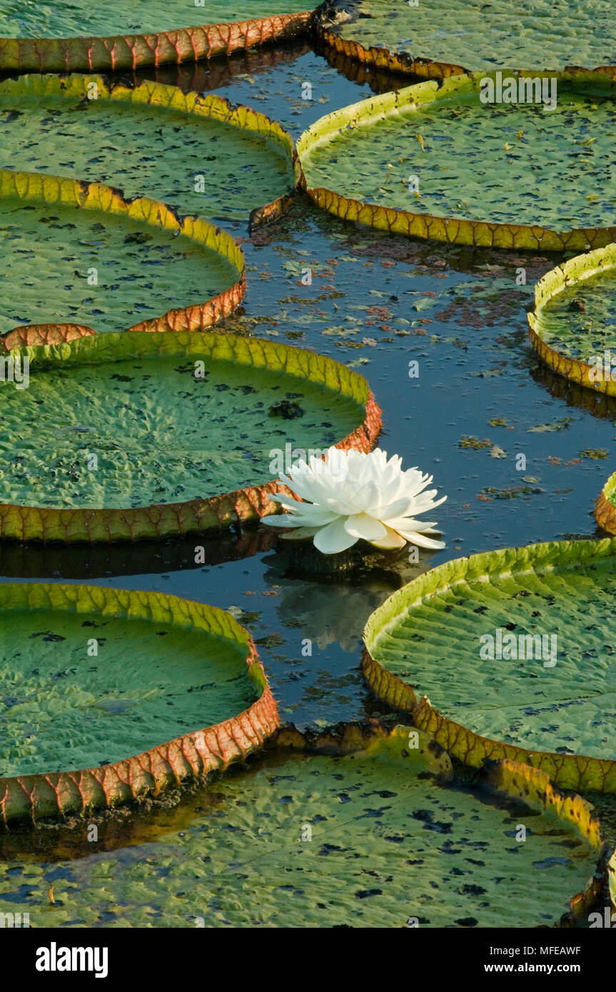 GIANT AMAZON WATER LILY Victoria regia Pantanal, Mato Grosso, Brazil Stock Photo