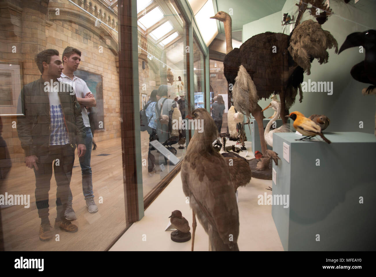 Specialising taxonomy hi-res stock photography and images - Alamy
