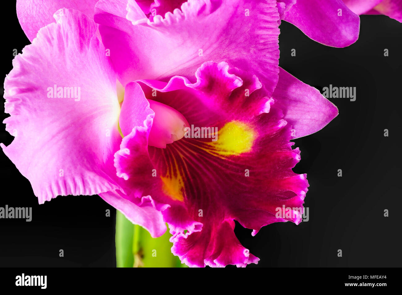Macro photo of purple dendrobium orchid with black background Stock Photo